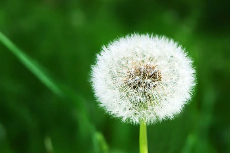 White dandelion on grassy glade background